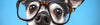 Reading Glasses
