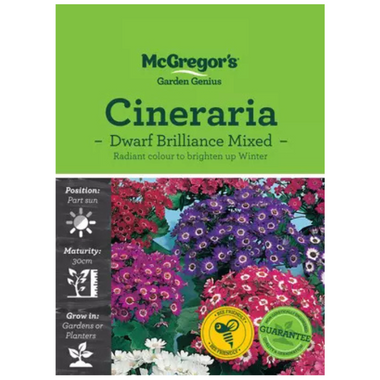 Seeds M2140 Cindereria Dwarf Mixed