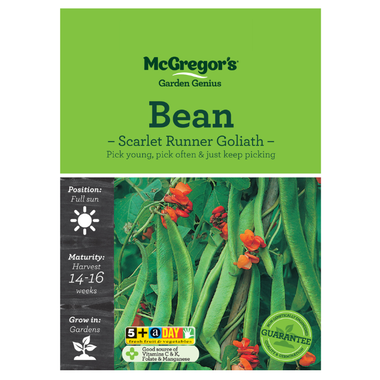 Seeds M6080 Bean - Scarlet Runner Goliath