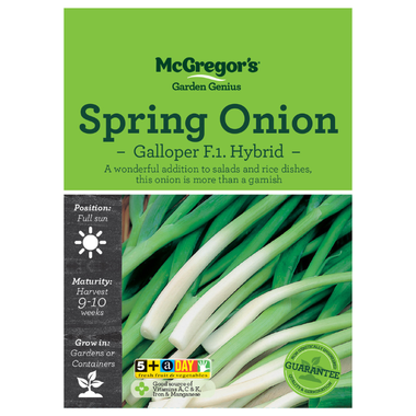Seeds M6830 Spring Onion - Galloper F.1. Hybrid