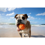 Waboba Woofgames Tailwind