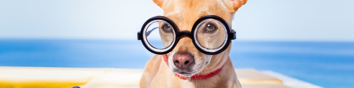 Reading & Sunglasses