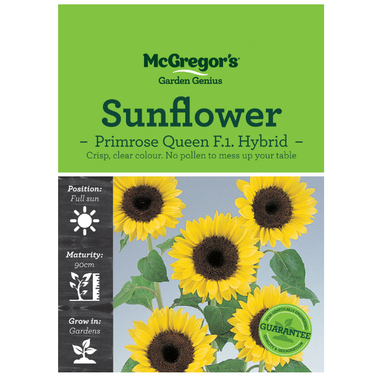 Seeds M2837 Sunflower - Primrose Queen F.1 Hybrid