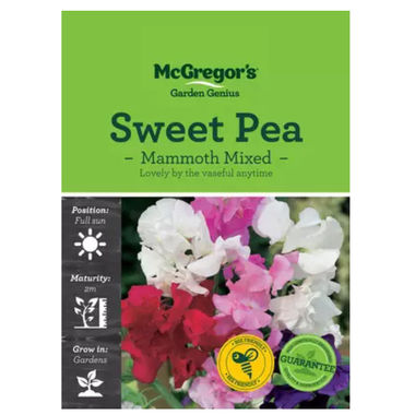 Seeds M2920 Sweet Pea - Mammoth Mixed