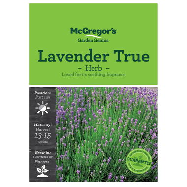 Seeds M6401 Lavender Herb - True