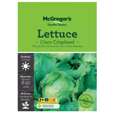 Seeds M6505 Lettuce - Cisco Crisphead