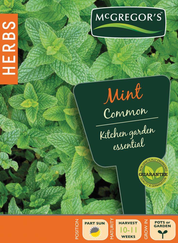 SEEDS M6405 HERBS MINT COMMON